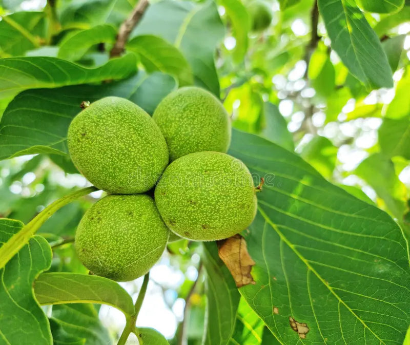 Green Walnut Fruit Planting Seeds - Nutritious Seeds for Home Gardening & Sustainable Planting