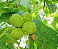 Green Walnut Fruit Planting Seeds - Nutritious Seeds for Home Gardening & Sustainable Planting