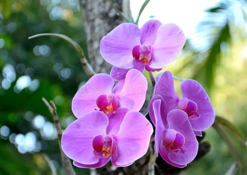 Violet Butterfly Orchid Flower seeds for Planting - Low Maintenance, Heirloom & GMO Free Seeds for Home Garden