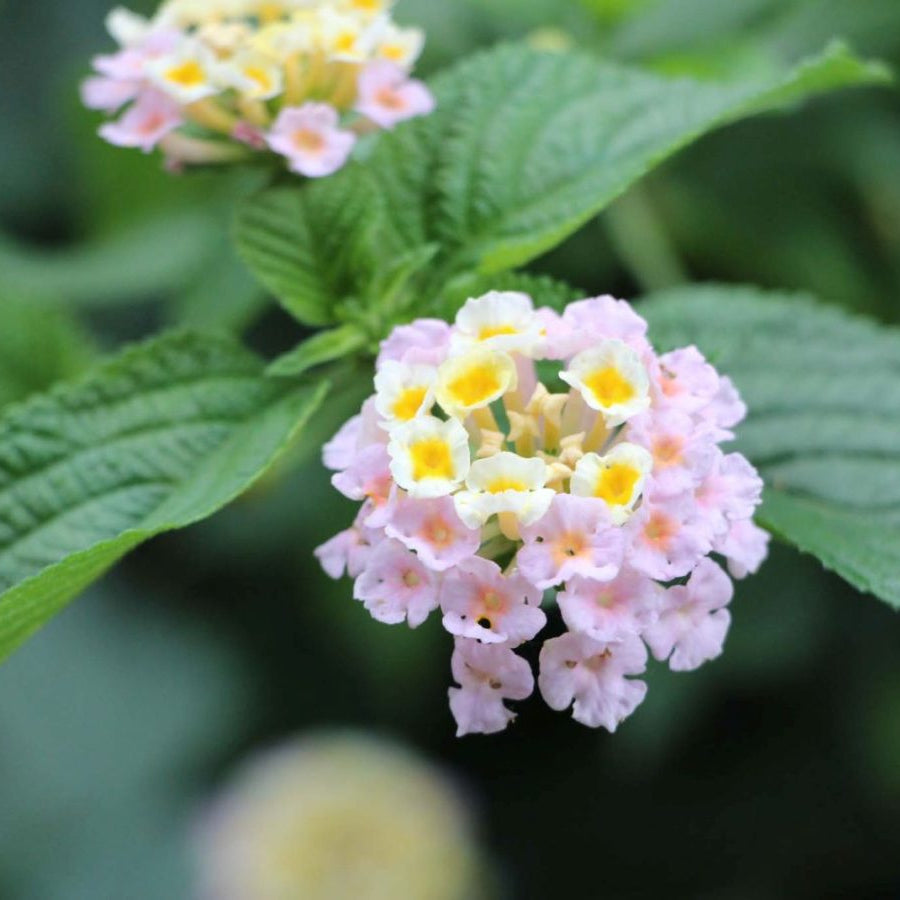 Wandelröschen Flower seeds for Planting - Bright Blooms, Heirloom & GMO Free Seeds for Home Garden