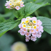 Wandelröschen Flower seeds for Planting - Bright Blooms, Heirloom & GMO Free Seeds for Home Garden