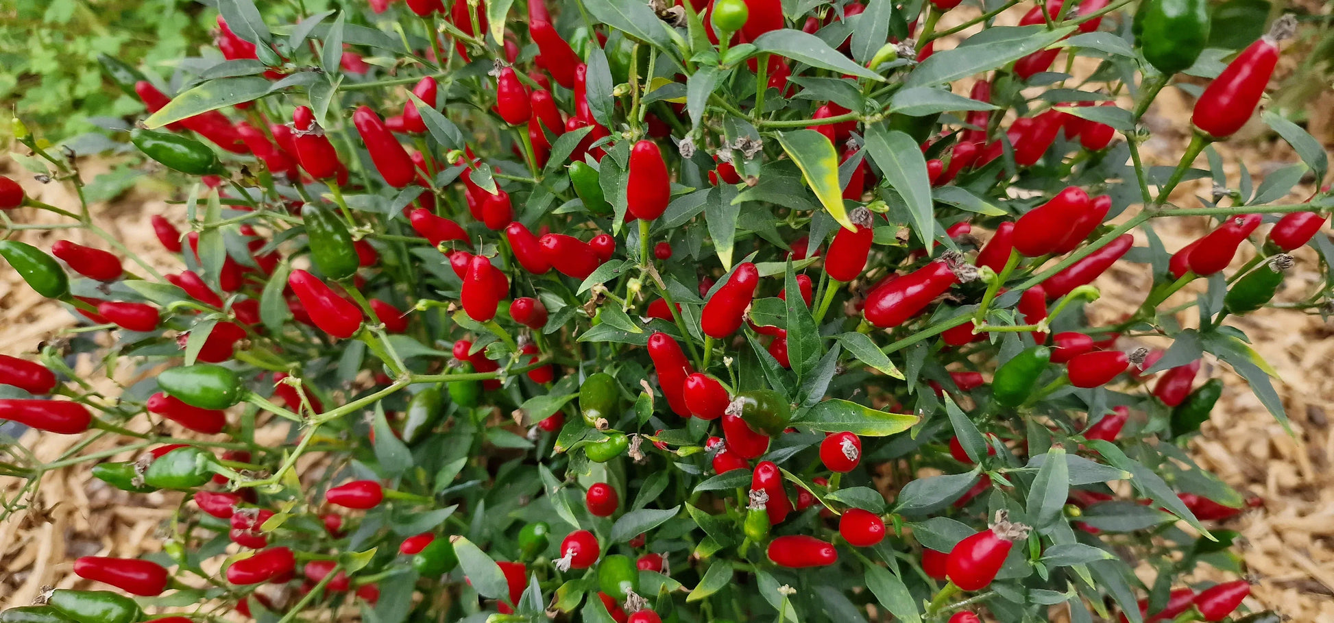 Warm season Thai Hot Pepper seeds planting guide
