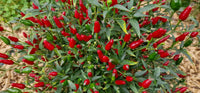 Warm season Thai Hot Pepper seeds planting guide
