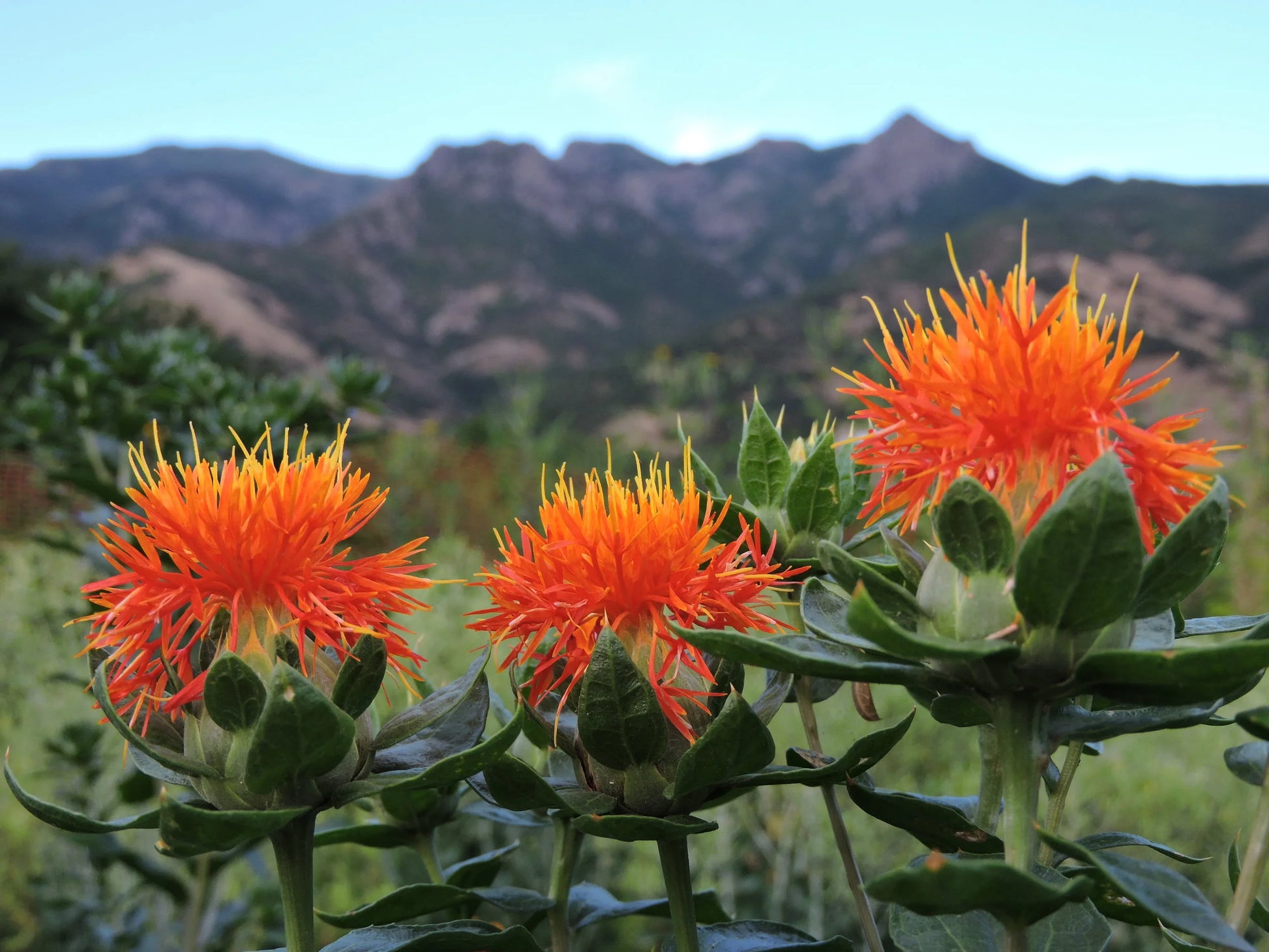 Safflower Flower seeds for Planting Colorful Display Heirloom & GMO Free Seeds for Home Garden