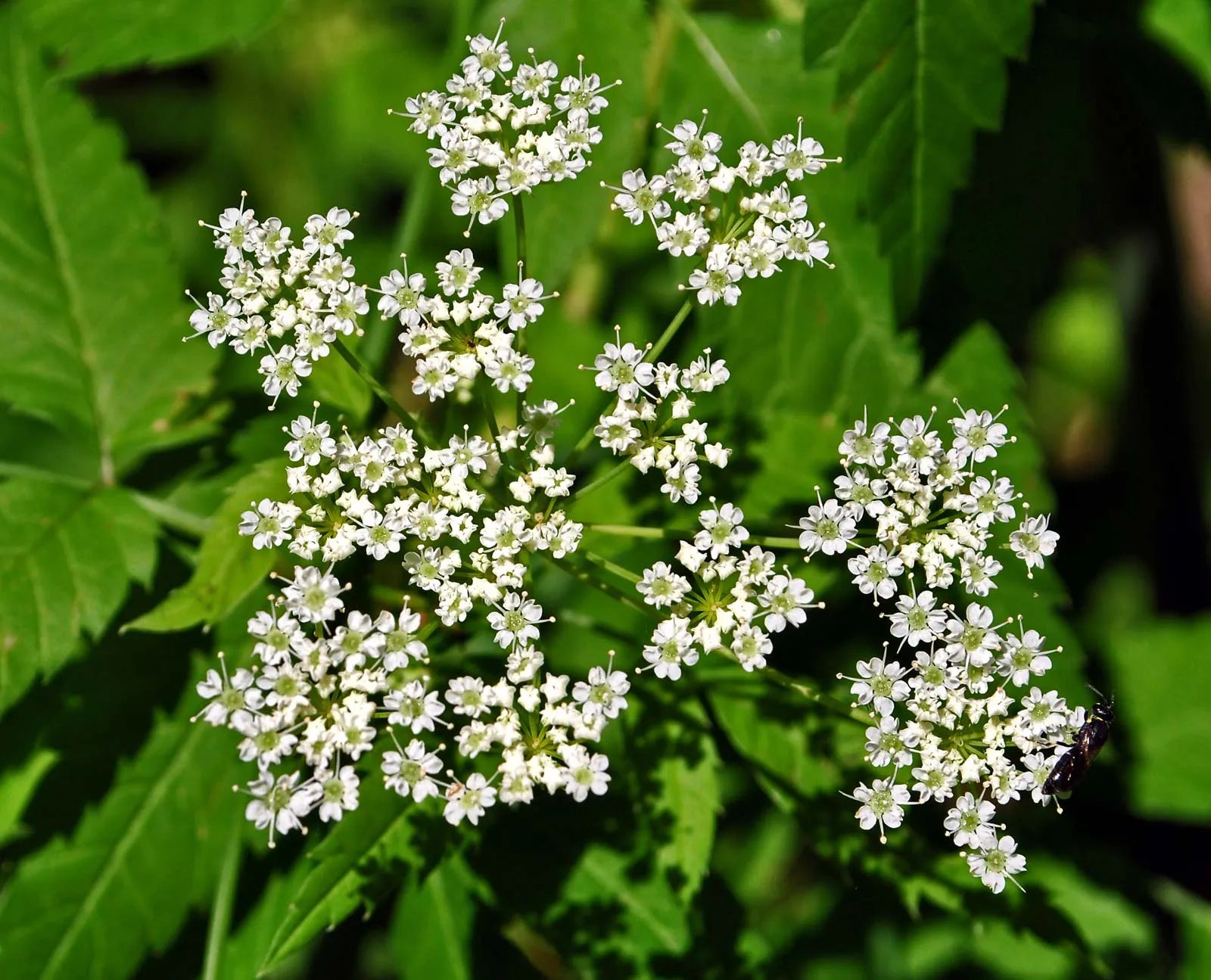 Cicuta Maculata Flower seeds for Planting - Premium Quality, Heirloom & GMO Free Seeds for Home Garden