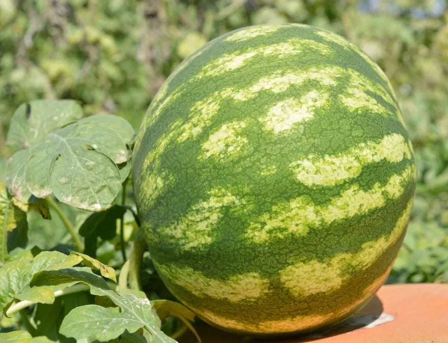 High-Quality Watermelon Seeds for Fruit Planting