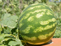 High-Quality Watermelon Seeds for Fruit Planting