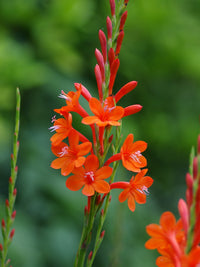 Watsonia Pillansii Bugle Lily Seeds for Planting - Premium Perennial Flower Seeds for Your Garden