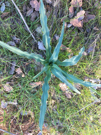 Wavy-Leafed Soap Plant with ornamental foliage and flower spikes