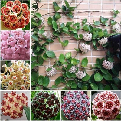 100 Pcs