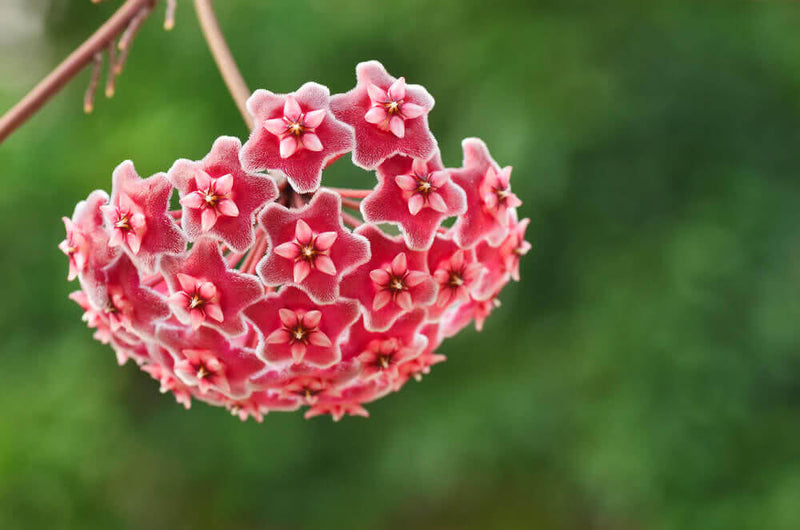 Hoya Carnosa Flower seeds for Planting Cut Flower Favorite Heirloom & GMO Free Seeds for Home Garden