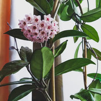Wax Plant Seeds for Planting