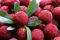 Waxberry Fruit Seeds for Planting, Easy Guide for Growing Unique Berries in Your Garden