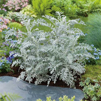 Cineraria Maritima Flower seeds for Planting, Bright Blooms Heirloom & GMO Free Seeds for Home Garden