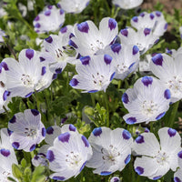 White Blue Maculata Flower Seeds for Planting  Ideal for Creating Stunning Garden Blooms and Attracting Pollinators