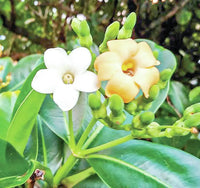 Pua Kenikeni Perfume Flower Seeds – Heirloom Non-GMO Fragrant Blooms for Garden Planting