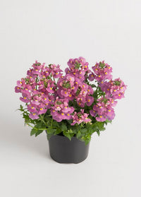 Pink Nemesia Poetry Seeds for Planting - Easy to Grow Flower Seeds for Stunning Spring Garden Blooms
