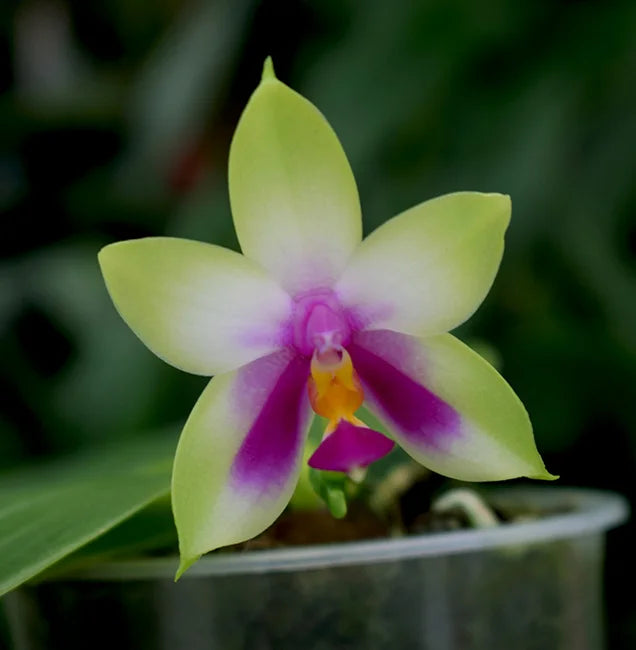 Green Phalaenopsis Orchid Flower seeds for Planting Easy to Grow Heirloom & GMO Free Seeds for Home Garden 
 
 Sale