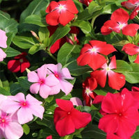 Vinca Mix Seeds for Planting  Colorful Annual Blooms for Your Garden