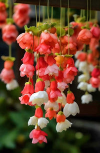 Weeping Pink Flower Seeds for Planting - Enhance Your Garden