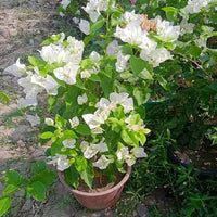 Green Bougainvillea Flower seeds for Planting Colorful Display Heirloom & GMO Free Seeds for Home Garden