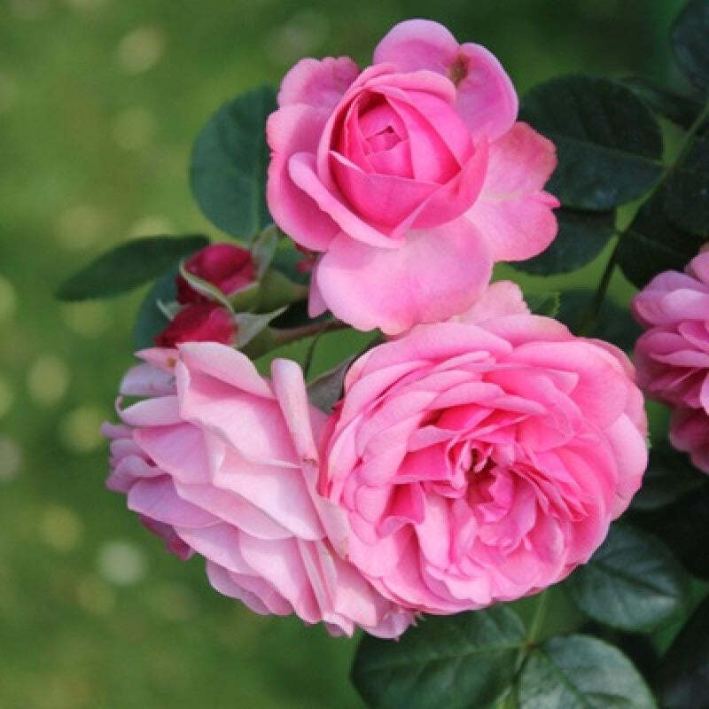 Light Pink Rose Tree Flower Seeds for Planting Garden Favorite Heirloom & GMO Free Seeds for Home Garden
 
 Sale