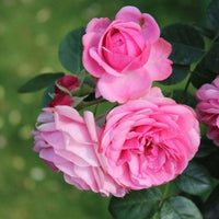 Light Pink Rose Tree Flower Seeds for Planting Garden Favorite Heirloom & GMO Free Seeds for Home Garden
 
 Sale