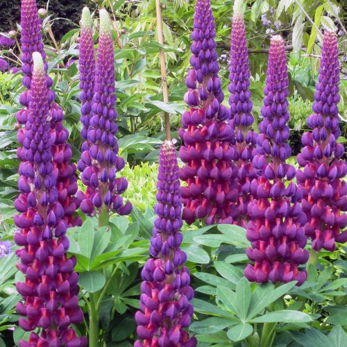 Purple Lupine Flower seeds for Planting - Shade Tolerant, Heirloom & GMO Free Seeds for Home Garden