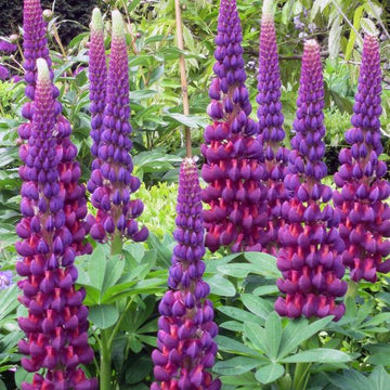 Violet Yellow Lupine Flower seeds for Planting Pollinator Friendly Heirloom & GMO Free Seeds for Home Garden 
 
 Sale