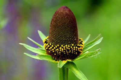 100 Pcs