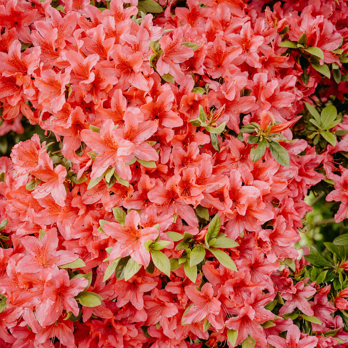 Orange Azalea Rhododendron Simsii Bonsai Flower seeds for Planting Cut Flower Favorite Heirloom & GMO Free Seeds for Home Garden