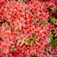 Orange Azalea Rhododendron Simsii Bonsai Flower seeds for Planting Cut Flower Favorite Heirloom & GMO Free Seeds for Home Garden