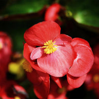Begonia Flower seeds for Planting, Cut Flower Favorite Heirloom & GMO Free Seeds for Home Garden