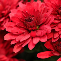 Red Chrysanthemum Flower seeds for Planting Perfect for Borders Heirloom & GMO Free Seeds for Home Garden 
 
 Sale