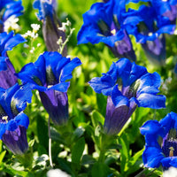 Blue Gentian Flower seeds for Planting - Fragrant Blossoms, Heirloom & GMO Free Seeds for Home Garden