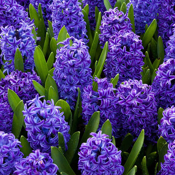 Hyacinthus Orientalis Flower seeds for Planting Pollinator Friendly Heirloom & GMO Free Seeds for Home Garden