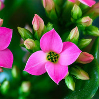 Purple Kalanchoe Flower seeds for Planting Long Bloom Season Heirloom & GMO Free Seeds for Home Garden
 
 Sale