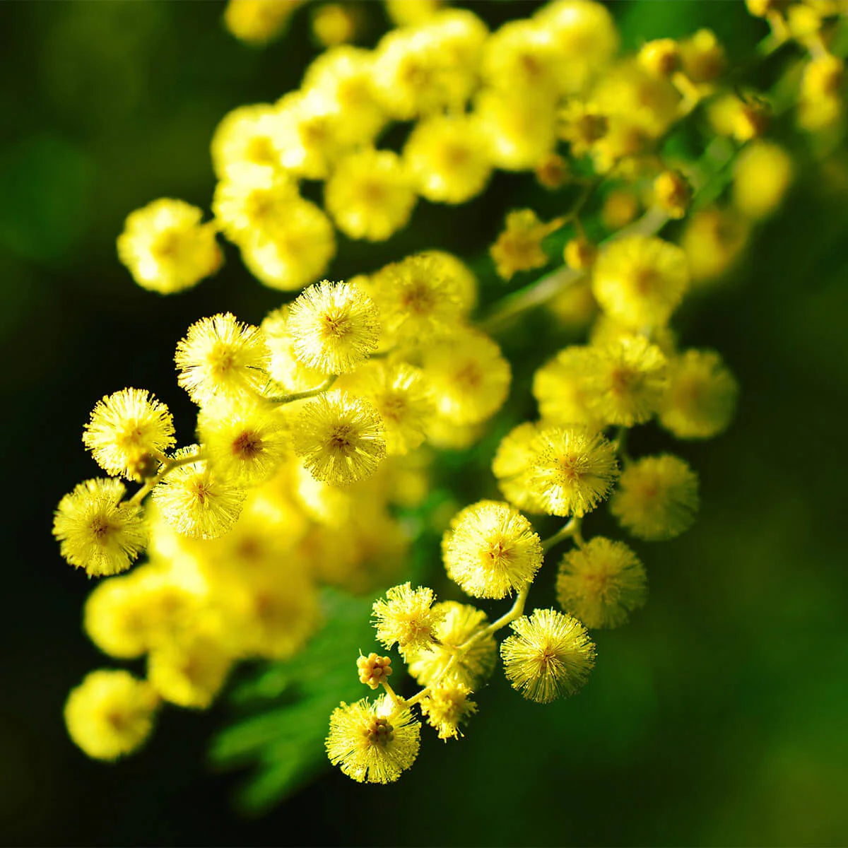 Heirloom Mimosa Flower seeds for Planting Colorful Display Heirloom & GMO Free Seeds for Home Garden