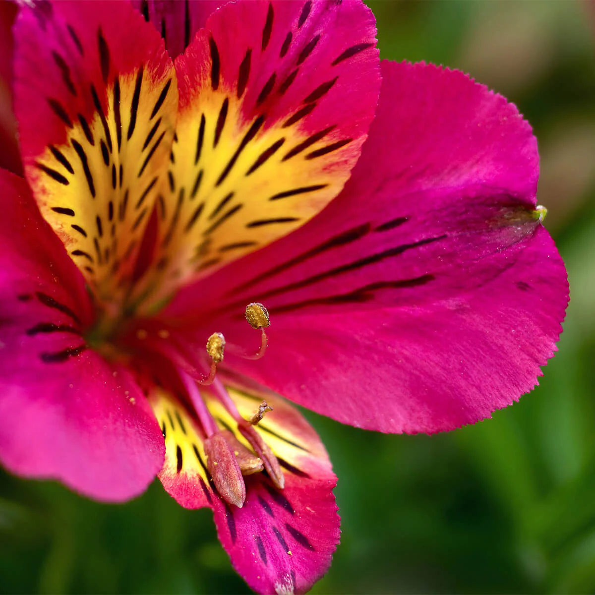 "Alstroemeria Flower seeds for Planting Bright Blooms Heirloom & GMO Free Seeds for Home Garden
