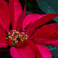 Poinsettia Euphorbia Flower seeds for Planting Pollinator Friendly Heirloom & GMO Free Seeds for Home Garden
