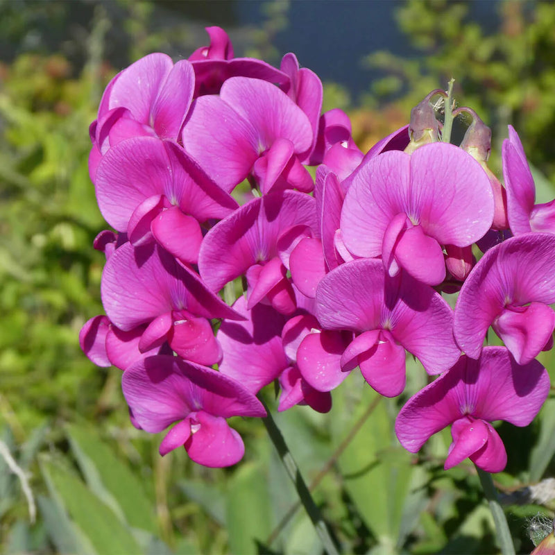 Sweet Pea Flower seeds for Planting Shade Tolerant Heirloom & GMO Free Seeds for Home Garden