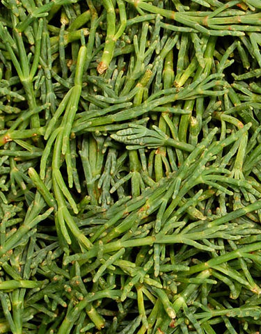 Sea Bean Vegetable Seeds for Easy Planting