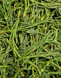 Sea Bean Vegetable Seeds for Easy Planting