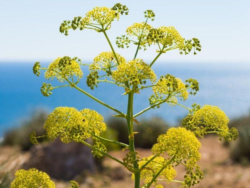 Fennel Flower seeds for Planting - Pollinator Friendly, Heirloom & GMO Free Seeds for Home Garden