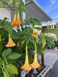 Engelstrompete Flower seeds for Planting - Drought Tolerant, Heirloom & GMO Free Seeds for Home Garden