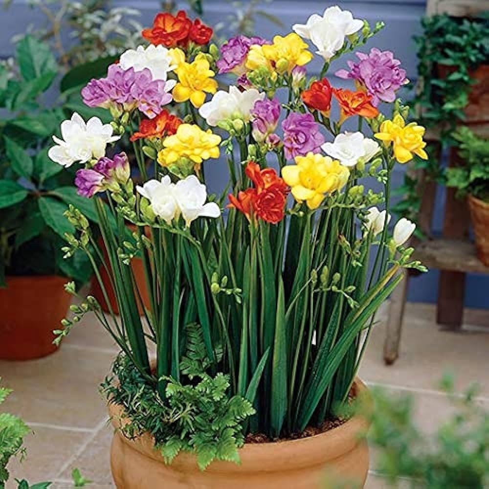 Multi Freesia Flower seeds for Planting - Sun Loving, Heirloom & GMO Free Seeds for Home Garden