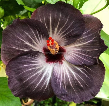 Black Hibiscus Flower seeds for Planting - Compact Growth, Heirloom & GMO Free Seeds for Home Garden
