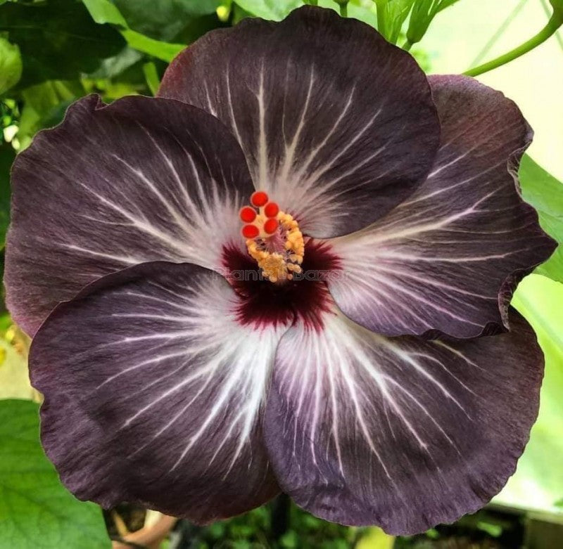 Black Hibiscus Flower seeds for Planting - Compact Growth, Heirloom & GMO Free Seeds for Home Garden