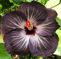 Black Hibiscus Flower seeds for Planting Shade Tolerant Heirloom & GMO Free Seeds for Home Garden 
 
 Sale