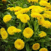 Yellow Calendula Flower seeds for Planting - Drought Tolerant, Heirloom & GMO Free Seeds for Home Garden